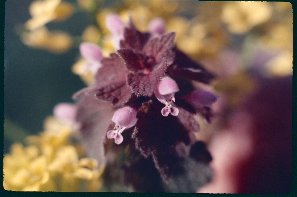 Self heal 1975